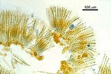 Hapalospongidion macrocarpum3